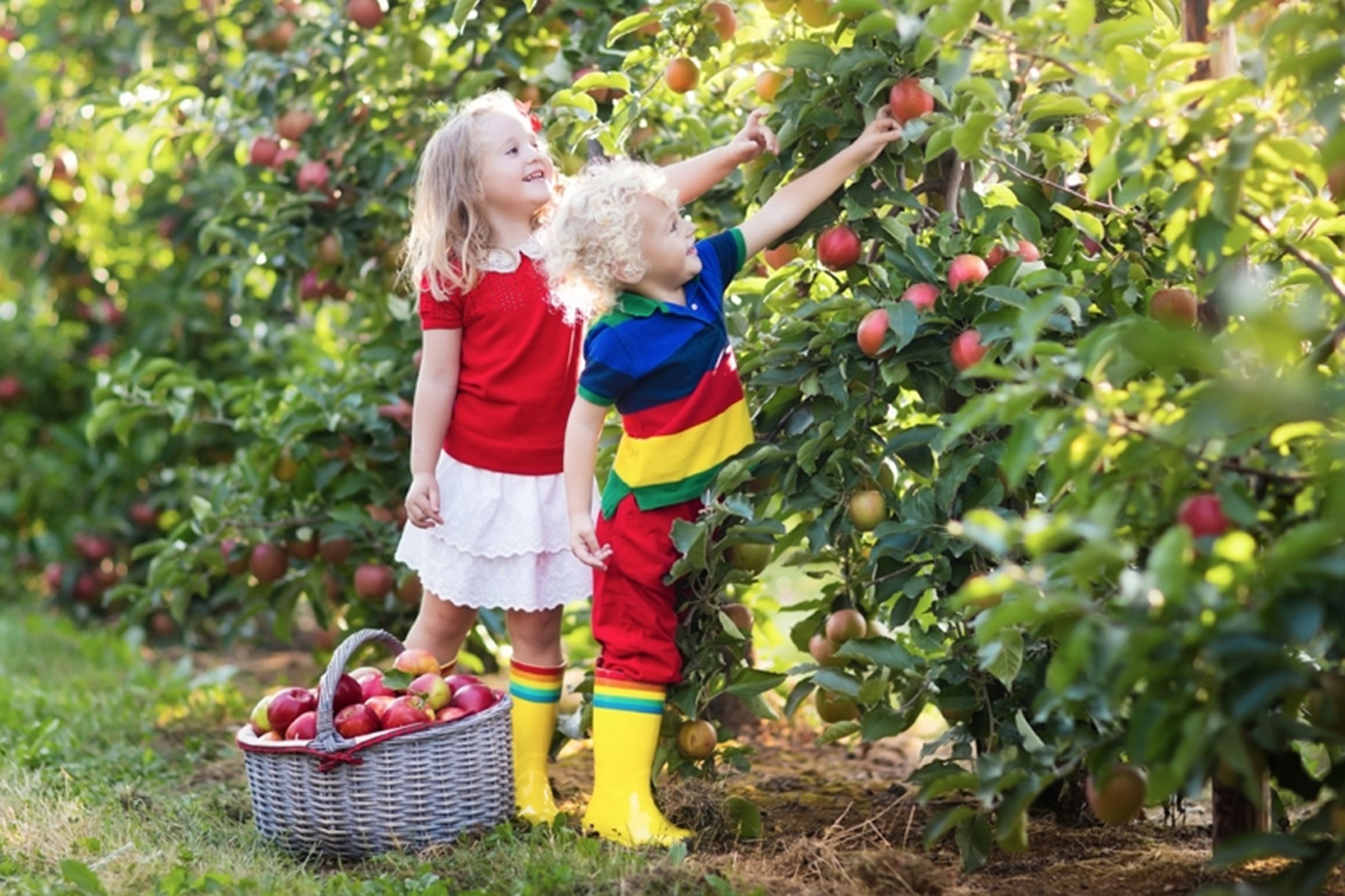 Apple Picking