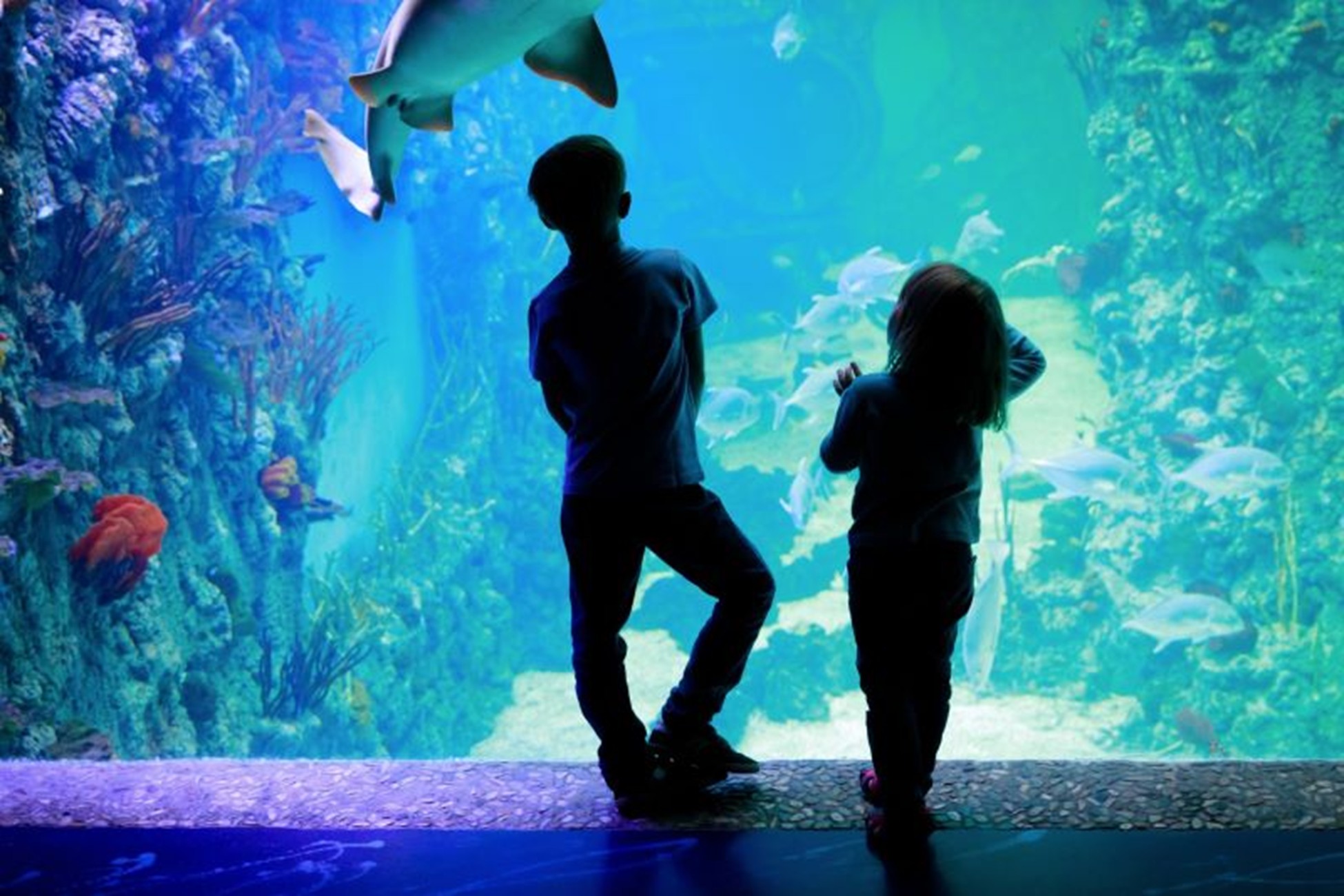 Ripley's Aquarium of the Smokies