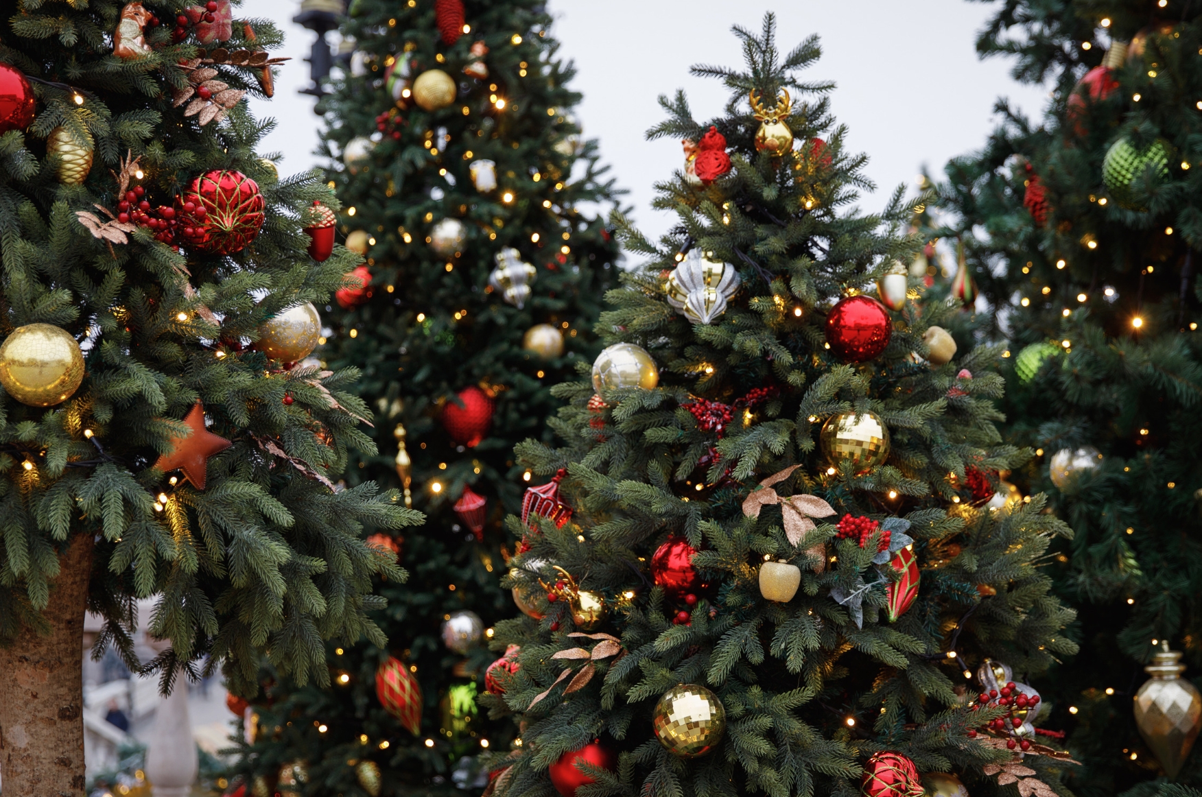 Festival of Trees